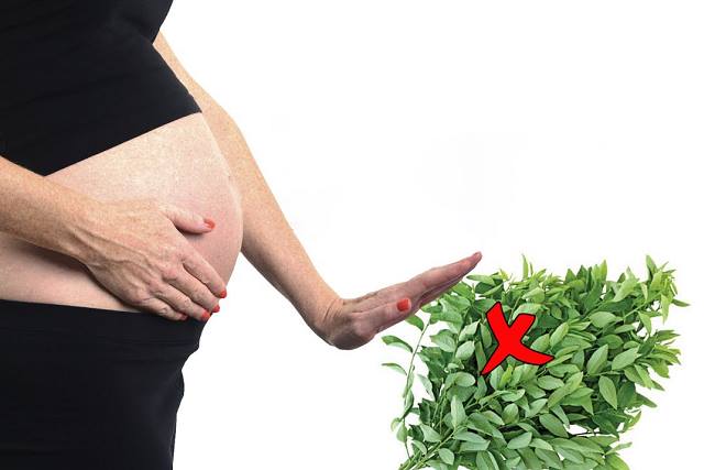 Những loại rau tránh nấu với mì tôm đối với phụ nữ mang thai.