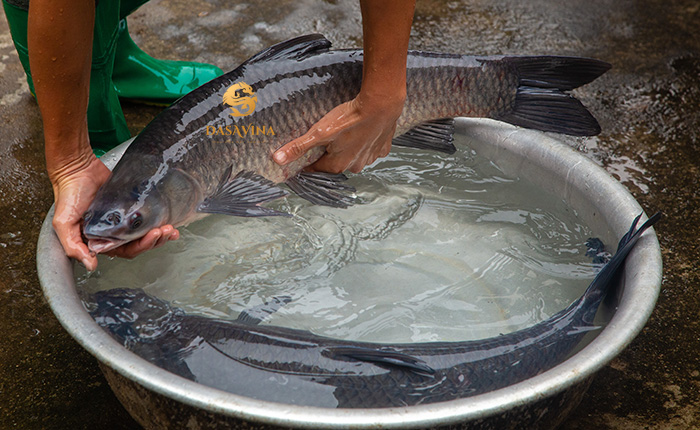 Cá trắm đen là nguyên liệu không thể thay thế của món cá kho làng Vũ Đại.